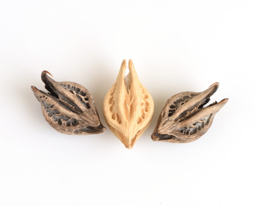 devils claw, devil's claw, şeytan pençesi