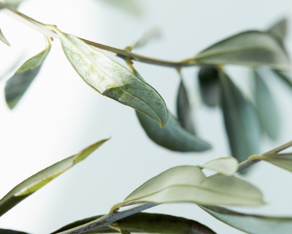 zeytin yaprağı, zeytin yaprağı faydaları